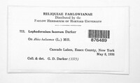 Image of Lophodermium lacerum
